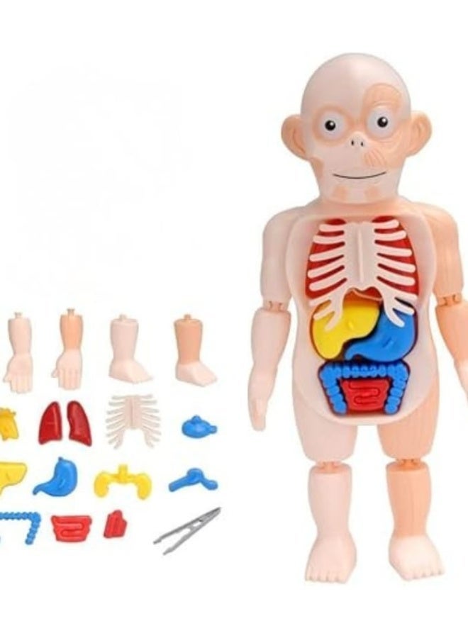 مودل لعبة مجسم جسم الإنسان التعليمية للأطفال لتعلم أجزاء الجسم والأعضاء الداخلية، نموذج تشريحي للأطفال والبنات، لعبة تعليمية لتنمية المعرفة والفضول العلمي -أجزاء جسم الإنسان -لعبة تعليم العلوم - Image 1